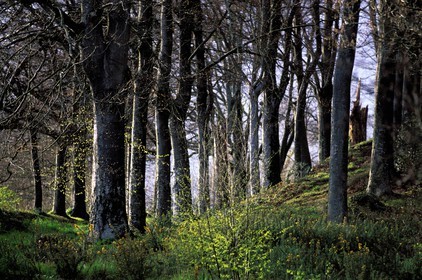 France, Finistère (29), Pont-Aven, le bois de l' Amour a inspiré Paul Gauguin