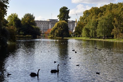 United Kingdom, London, City of Westminster, St James's Park lake, Buckingham Palace in the Background