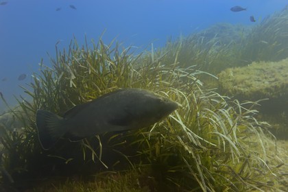 France, Var (83), Iles d'Hyères, parc national de Port Cros, Ile de Port-Cros, mérou vers l'Ilot de la Gabinière