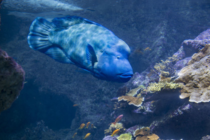 France, Finistère, Brest, Océanopolis, museum of the sea, humphead wrasse (Cheilinus undulatus)