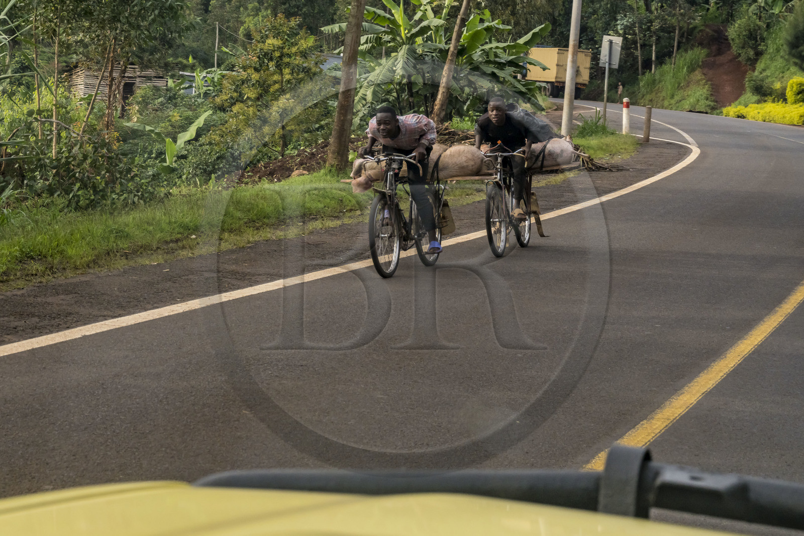 Rwanda, Province de l’Ouest, Mwaga, transport d'un cochon sur une bicyclette, les bicyclettes sont le principal moyen de transport local