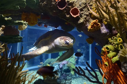 Portugal, Lisbon, Parque das Nações (Nations' Park) built for the Universal Expo 98 World Exhibition, Oceanário (Oceanarium), sea ​​turtle