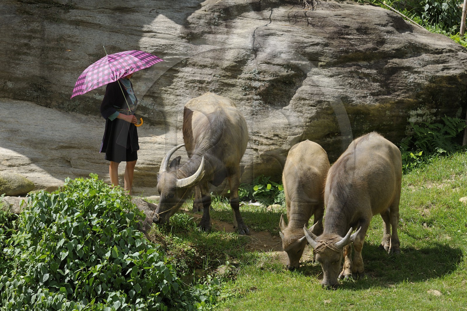 Vietnam, province de Lao Cai, région de Sapa, femme de la minorité Hmong Noir gardant ses buffles