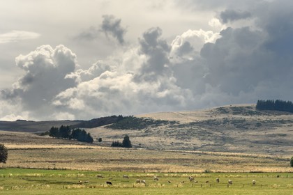 France, Cantal (15), Parc naturel régional de l'Aubrac, plateau de l'Aubrac vers Saint-Urcize, vaches de race Aubrac