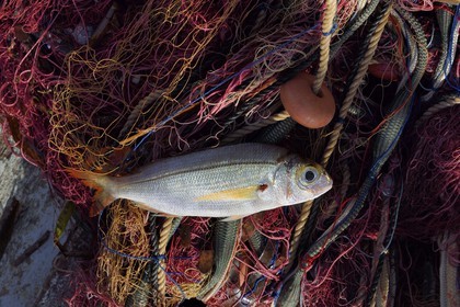 France, Var (83), Iles d'Hyères, parc national de Port Cros, Ile de Porquerolles, le quai des pêcheurs sur le port du village, la besugue