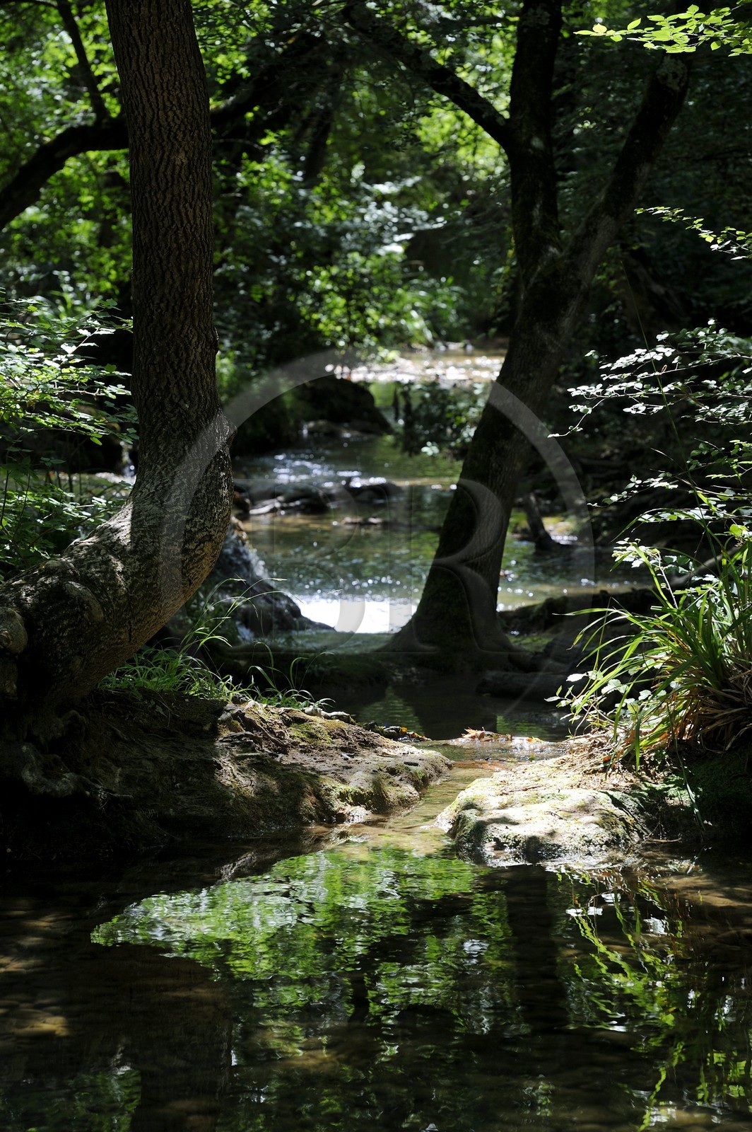 France, Var (83), Provence Verte, Tourves, rivière du Caramy dans les Gorges du Caramy