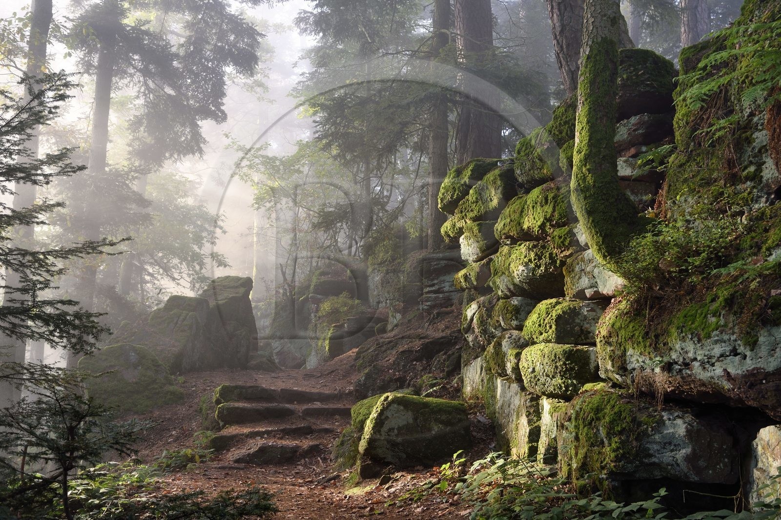 France, Bas-Rhin (67), Mont Saint-Odile, le Mur Païen, vestige d'un mur d'enceinte probablement de l'époque mérovingienne d'une longueur totale de onze kilomètres, lever de soleil dans la brume du petit matin