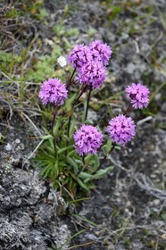 Greenland, central western region, Sisimiut (formerly Holsteinsborg), Alpine Catchfly (Lychnis alpina)