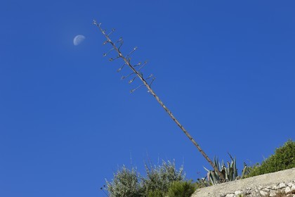 France, Bouches du Rhone, Marseille, Calanques National Park, archipelago of Frioul islands, Ratonneau island, agave and moon