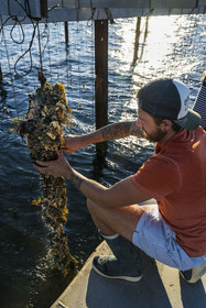 France, Herault, Etang de Thau, Meze, shellfish producers Quentin and Emmeline, suspension farming on ropes in the oyster bed