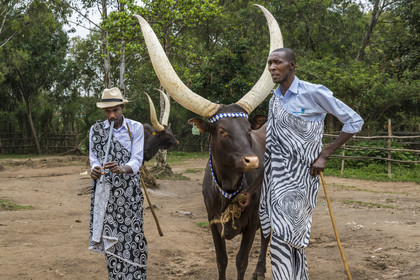 Rwanda, Province du Sud, Nyanza, musée du Palais royal Rukari, vaches royales à longues cornes appellée Inyambo ou watusi