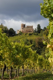 France, Bas Rhin, Alsace Wine Road, Kintzheim castle and its vineyards