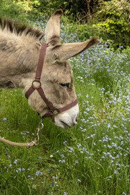 France, Ardèche (07), Laveyrune, randonnée avec un âne sur le chemin de Stevenson (GR 70), l'âne Anatole a une préférence pour les fleurs