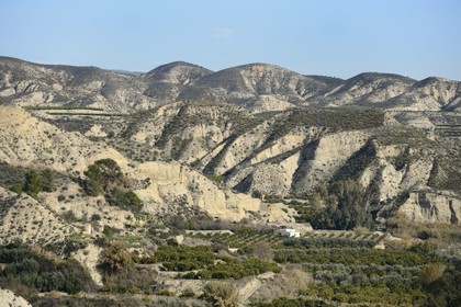 Spain, Andalusia, Almeria Province, the Tabernas Desert begins behind Bentarique cultures