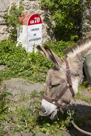 France, Lozère (48), Cheylard-l'Evêque, randonnée avec un âne sur le chemin de Stevenson (GR 70)