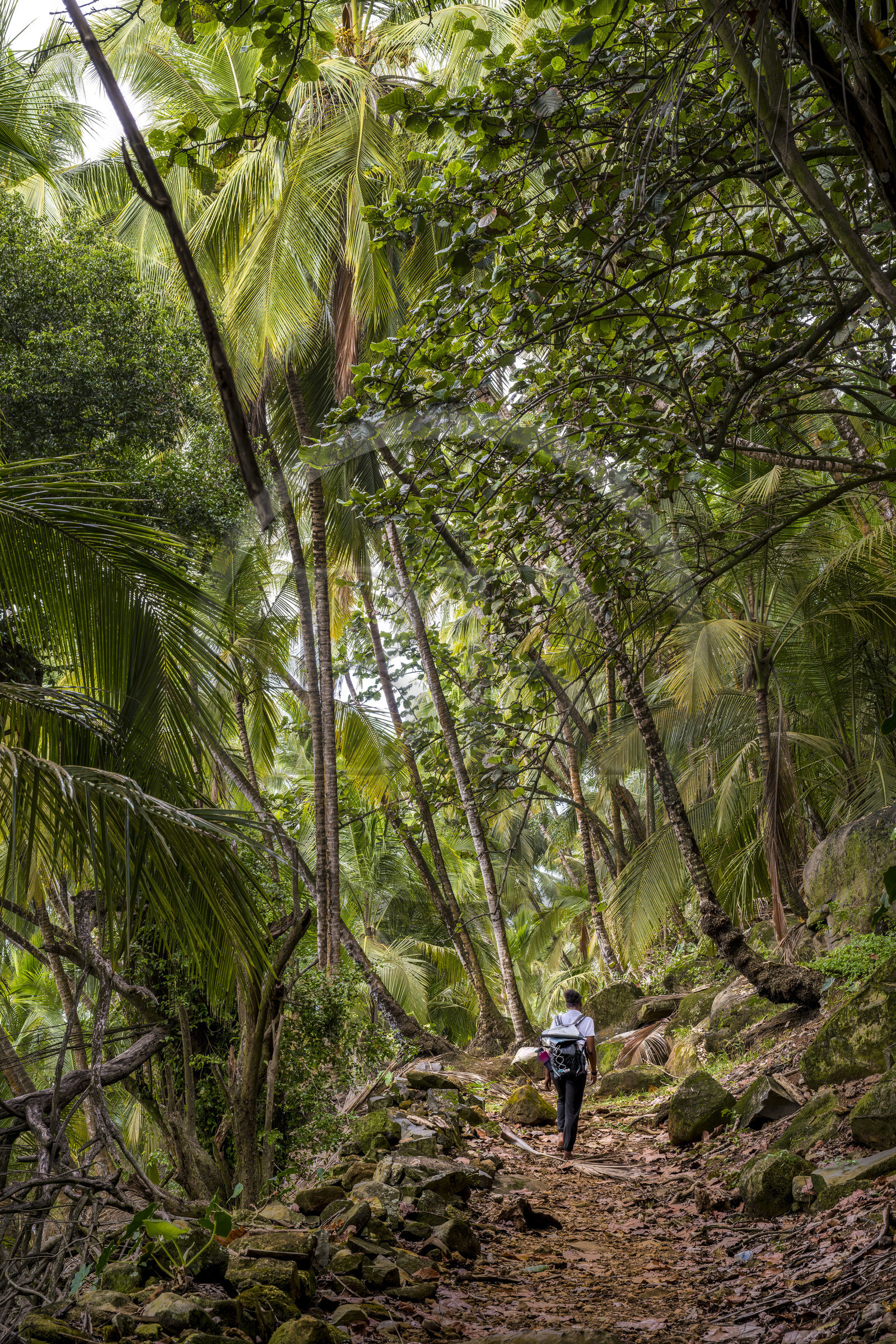 France, Guyane, Kourou, Iles du Salut, Ile Royale, randonnée sur le sentier cotier
