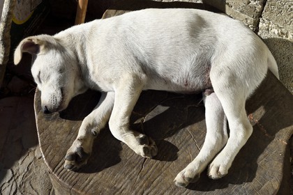 Philippines, province d'Ifugao, région de Banaue, village de Cambulo, jeune chien au soleil