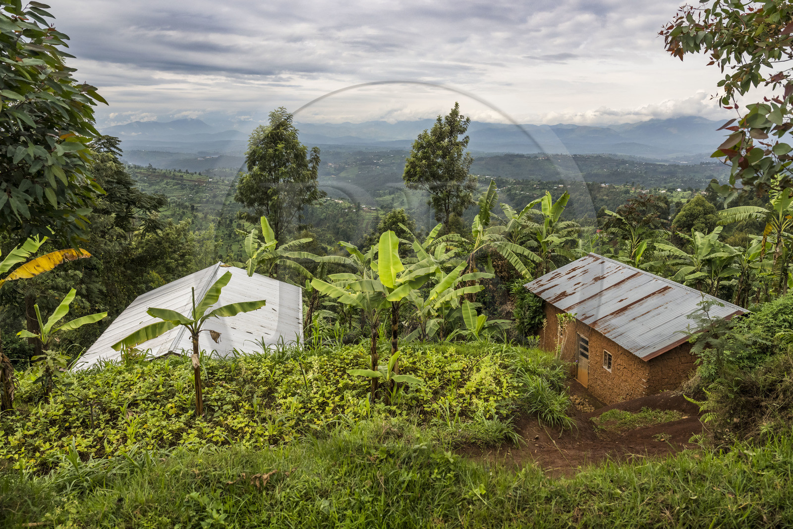 Rwanda, Province de l’Ouest, Nyakabuye, agriculture vivrière (bananes, patates douces ...) dans les collines, en arrière plan les montagnes du Congo