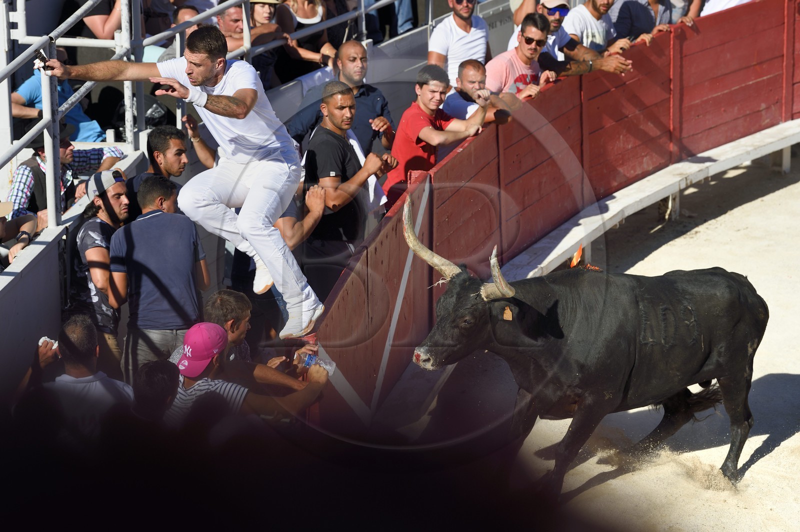 France, Bouches-du-Rhône (13), Arles, la course camarguaise  de la Cocarde d'Or aux Arènes, le raseteur Loic Auzolle