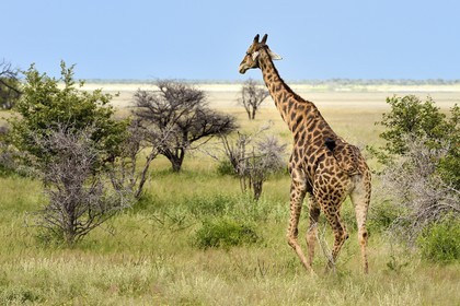 Namibie, région de Oshikoto, Parc National d'Etosha, girafe (Giraffa camelopardalis)