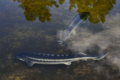 France, Dordogne, Perigord Blanc, Neuvic, Domaine Huso, production company of the Caviar de Neuvic, siberian sturgeon (Acipenser baerii)
