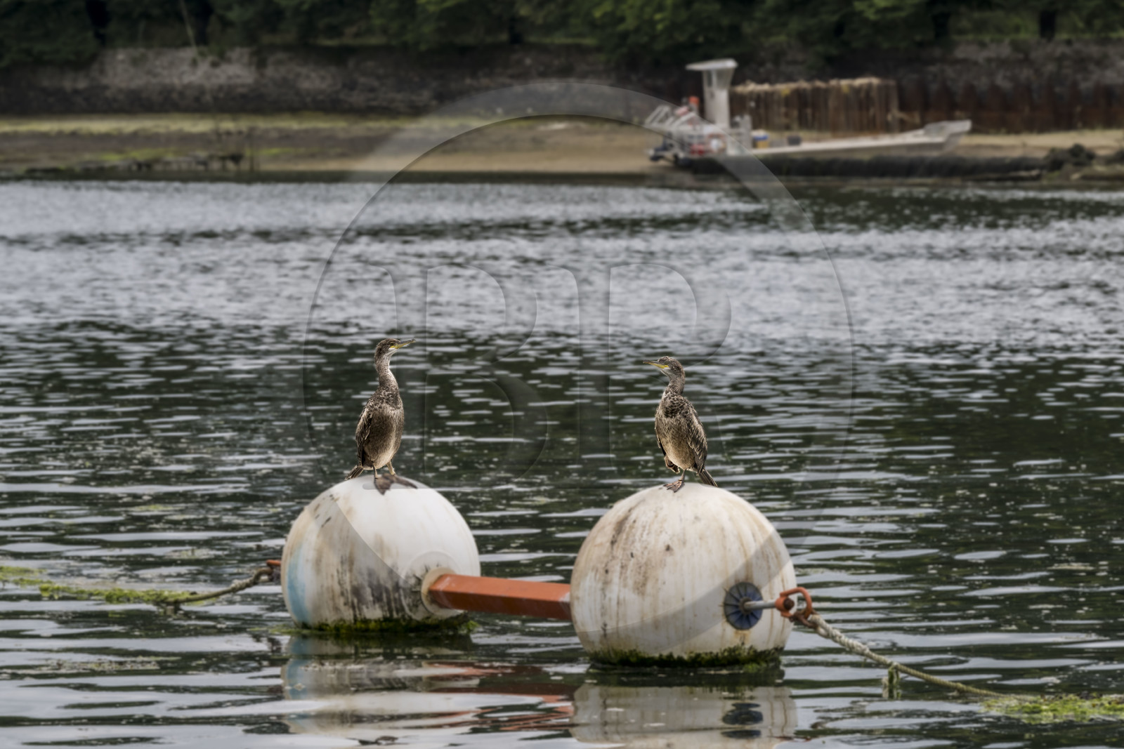 France, Finistère (29), Pays des Abers, Aber Wrac'h, Lannilis, cormorans au Port de Paluden