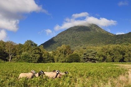 France, Puy de Dome, Parc Naturel Régional des Volcans d'Auvergne (regional nature park of Auvergne volcanoes), Chaine des Puys listed as World heritage by UNESCO, Rava sheep at the foot of the Puy de Dôme volcano whose summit is in the clouds