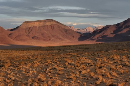 Namibia, Hardap region, Namib Desert East of the Namib Naukluft National Park towards Sossusvlei, grass covered desert plain at sunset and the Zaris Mountains range