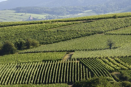 France, Haut Rhin, the Alsace Wine Route, Bergheim, vineyard of the Altenberg Grand Cru and the fortified church of Saint-Jacques-le-Majeur from the 14th century in the background