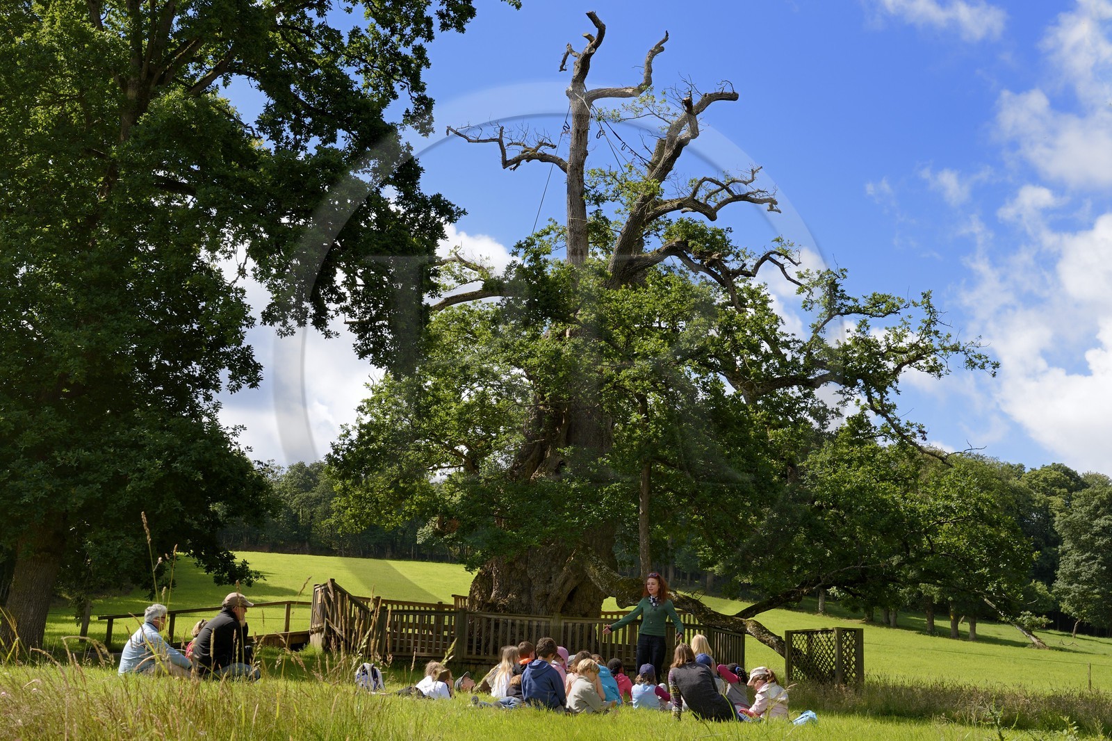 France, Morbihan (56), forêt de Brocéliande, le Chêne à Guillotin aussi appelé chêne Eon est chêne creux de plus de 1000 ans, une guide et des élèves lors d'une sortie scolaire France, Morbihan (56), forêt de Brocéliande, le Chêne à Guillotin aussi appelé chêne Eon est chêne creux de plus de 1000 ans, une guide et des élèves lors d'une sortie scolaire