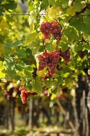 France, Bas-Rhin (67), la vigne au pied du château de Ortenbourg