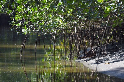 Nicaragua, the Pacific coast of Leon, Isla Juan Venado Nature Reserve mangrove