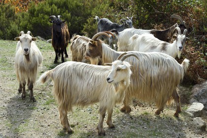 France, Corse du Sud, Prunelli river valley, Bastelica, herd of goats on the roadside