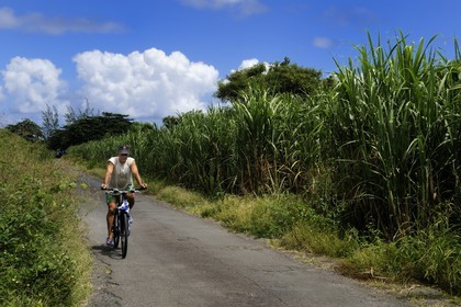 France, Ile de la Reunion, côte sud, Saint-Philippe, champ de canne a sucre