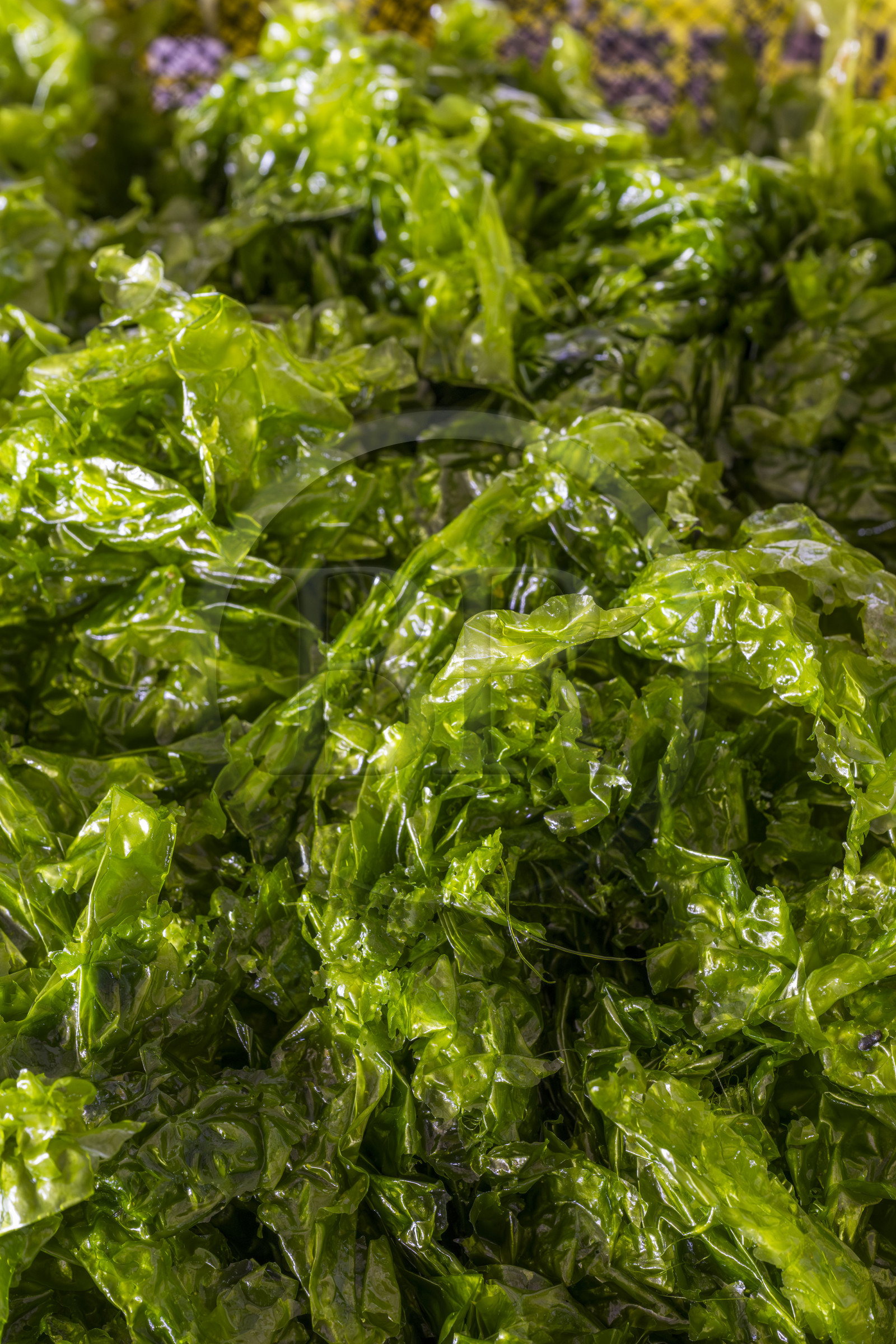 France, Finistère (29), Pays des Abers, estuaire de l'Aber Wrac'h, Plouguerneau, France Haliotis, algue laitue de mer