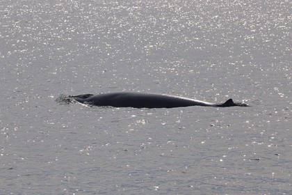 Canada, province de Québec, région de Manicouagan, Tadoussac, baleine à bosse dans le golf du Saint-Laurent