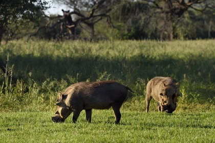 Namibia, Khomas region, north of Windhoek, Okapuka Ranch, warthogs (Phacochoerus africanus)