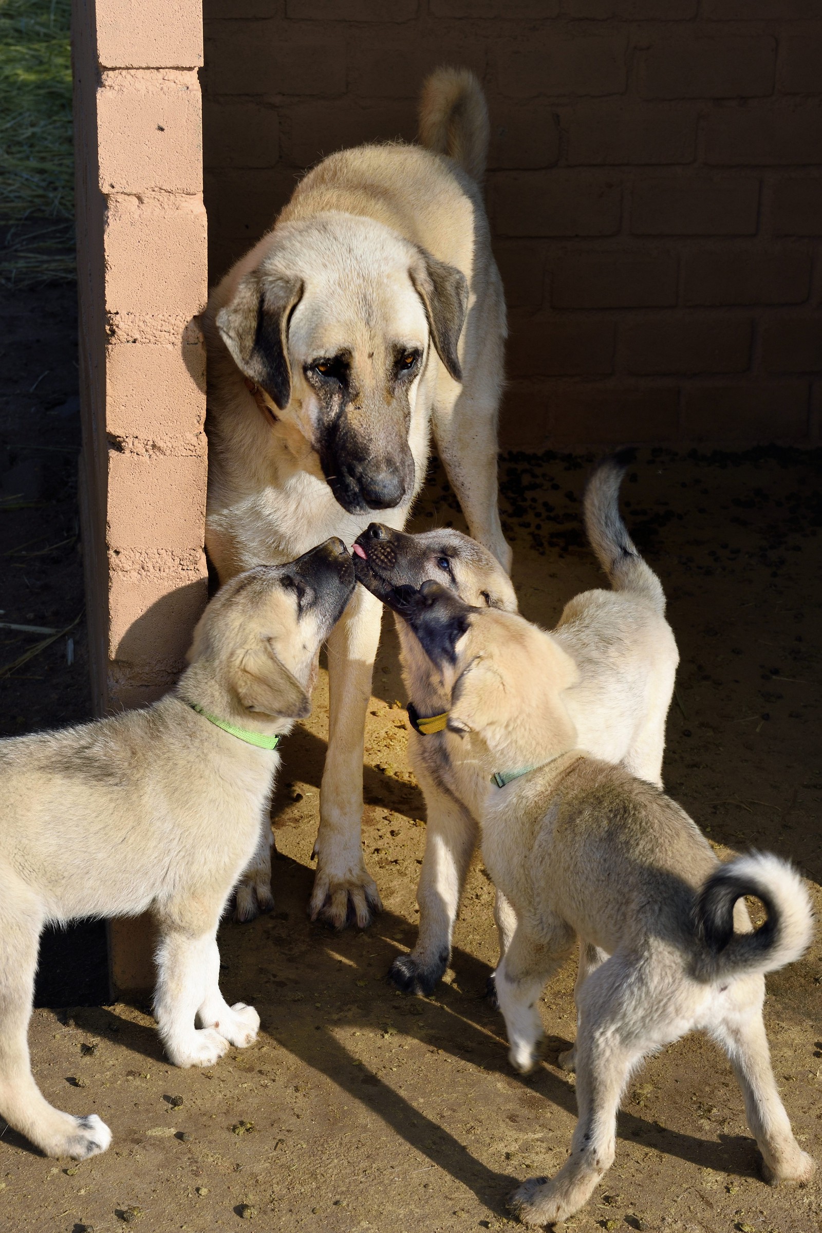 Namibie, Otjiwarongo, Cheetah Conservation Fund, centre de recherche et d'éducation, le Livestock Guarding Dog Program (programme chien de garde du bétail) du CCF a été très efficace pour réduire les taux de prédation et ainsi aussi l'inclinaison des agriculteurs à piéger ou tirer sur des guépards, élevage de chien Berger d'Anatolie aussi connu sous le nom de Kangal