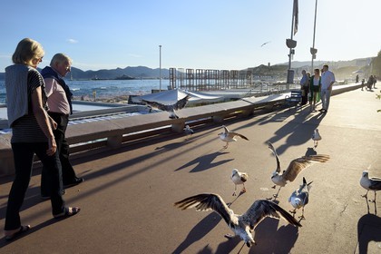 France, Alpes-Maritimes (06), Cannes, goélands et promeneurs sur la Croisette
