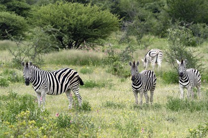 Namibia, Oshikoto region, Etosha National Park, Burchell's zebras (Equus burchellii)