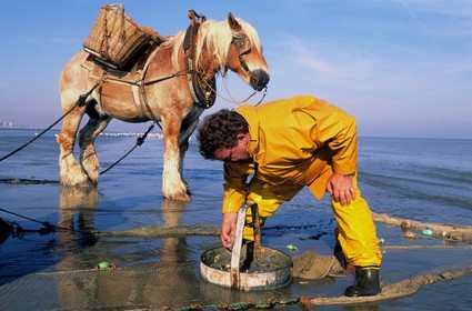 Belgium, West Flanders, Rolland is one of the last shrimps fishermen on horses on the beach of Oostduinkerke-Bad
