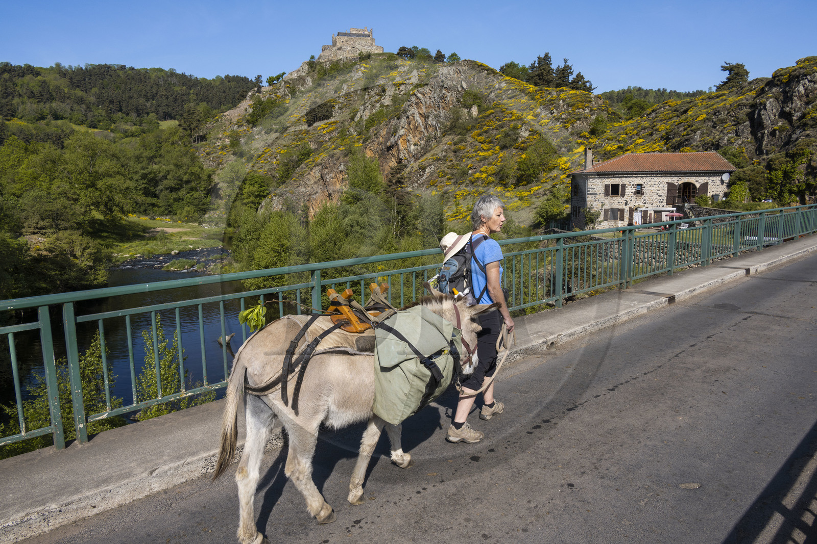 France, Haute-Loire (43), Goudet, le chateau de Beaufort construit vers 1200 domine la vallée de la Loire, randonnée avec un âne sur le chemin de Stevenson (GR 70)