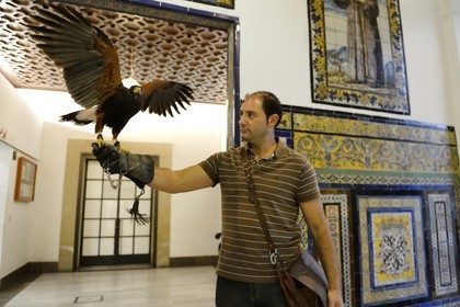 Spain, Andalusia, Seville, Museum of Fine Arts, Harris Hawk (Parabuteo unicinctus) used to hunt unwanted pigeons