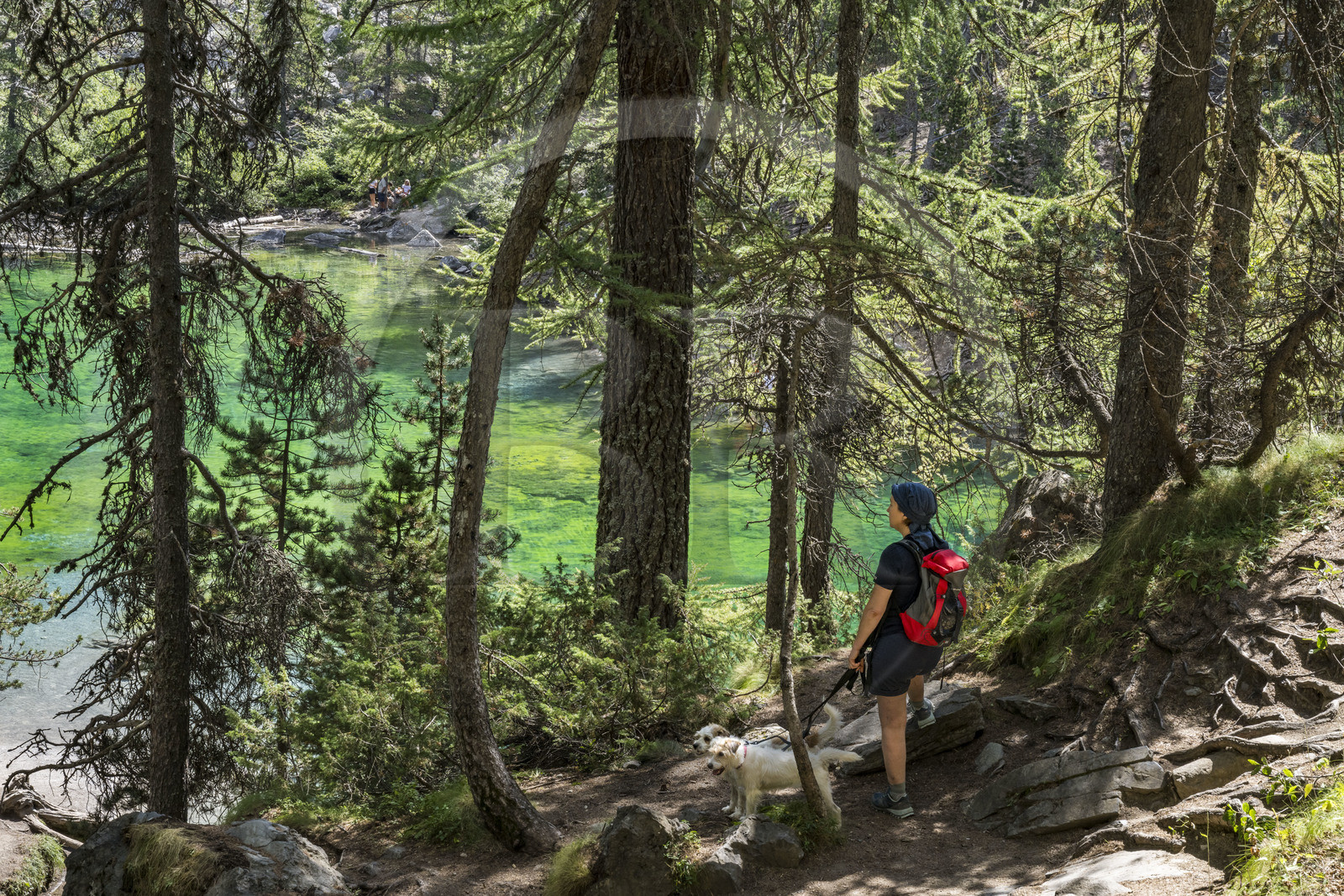 France, Hautes Alpes (05), Névache, la Vallée Étroite à la frontière italienne, randonneuse avec ses chiens au lac Vert (alt. 1834 m)