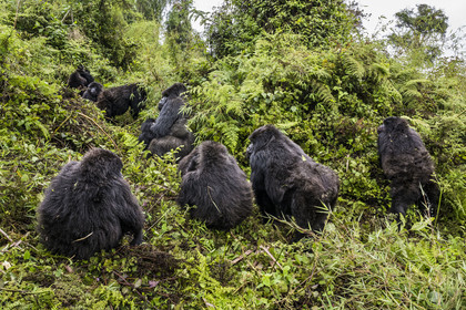 Rwanda, Province du Nord, Parc National des Volcans dans la chaine des Monts Virunga, mont Karisimbi, gorilles des montagnes (Gorilla beringei beringei), le dos argenté (silverback) nommé Impuzamahanga qui est le male dominant au centre gauche