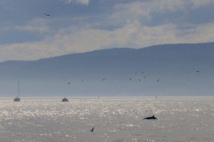 Canada, province de Québec, région de Manicouagan, Tadoussac, baleine à bosse dans le golf du Saint-Laurent