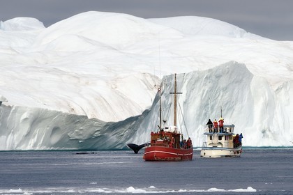 Greenland, west coast, Disko Bay, Ilulissat, icefjord listed as World heritage by UNESCO that is the mouth of the Sermeq Kujalleq Glacier, old fishing boat converted for iceberg discovery and whale watching, humpback whale (Megaptera novaeangliae)