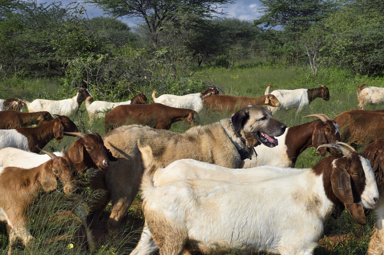 Namibie, Otjiwarongo, Cheetah Conservation Fund, centre de recherche et d'éducation, le Livestock Guarding Dog Program (programme chien de garde du bétail) du CCF a été très efficace pour réduire les taux de prédation et ainsi aussi l'inclinaison des agriculteurs à piéger ou tirer sur des guépards, chien Berger d'Anatolie aussi connu sous le nom de Kangal surveillant un troupeau de chèvres Boer et de moutons Damara Namibie, Otjiwarongo, Cheetah Conservation Fund, centre de recherche et d'éducation, le Livestock Guarding Dog Program (programme chien de garde du bétail) du CCF a été très efficace pour réduire les taux de prédation et ainsi aussi l'inclinaison des agriculteurs à piéger ou tirer sur des guépards, chien Berger d'Anatolie aussi connu sous le nom de Kangal surveillant un troupeau de chèvres Boer et de moutons Damara