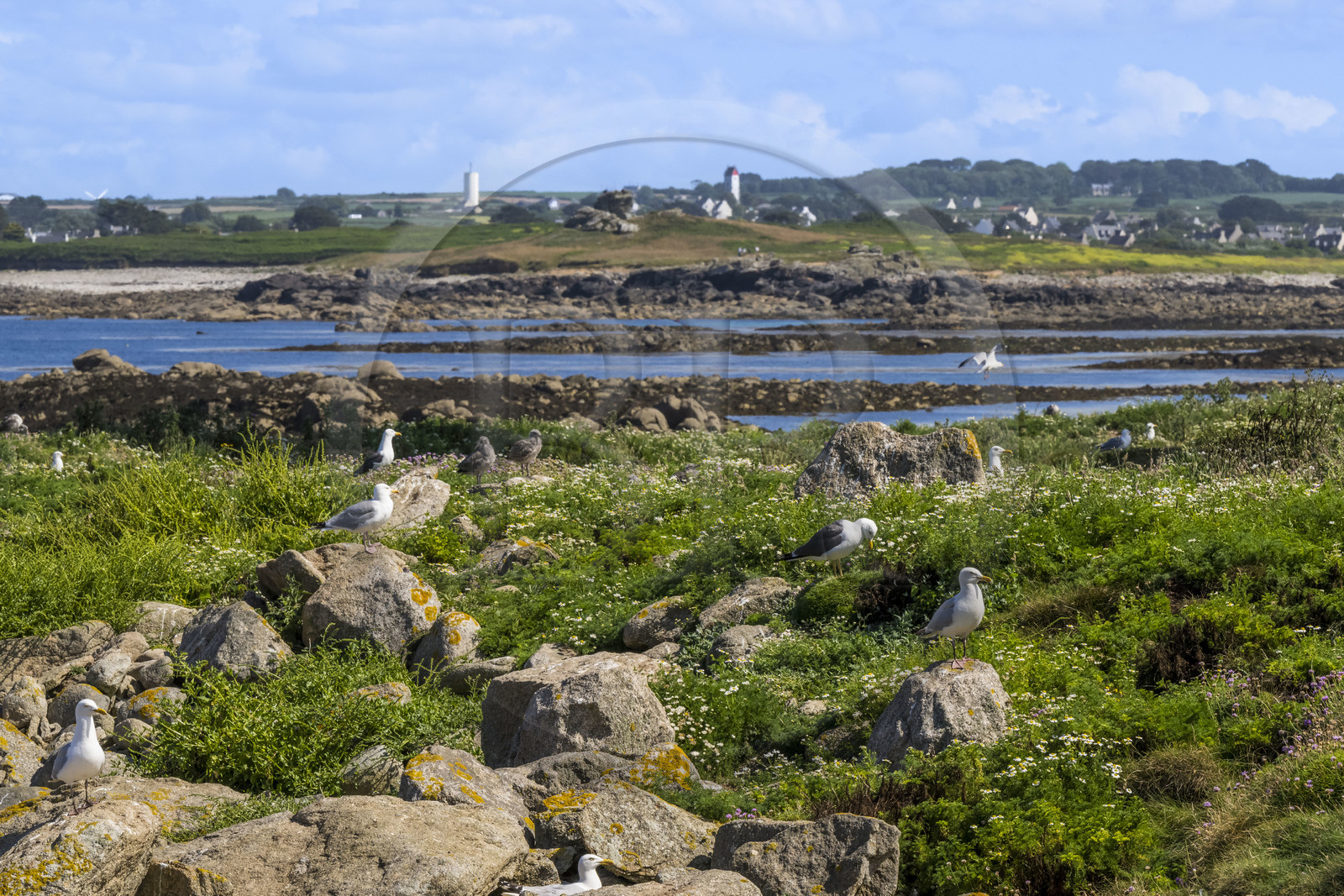 France, Finistère (29), Pays des Abers, Ile Vierge dans l'archipel de Lilia, de très nombreux goélands peuple l'île en période de nidification