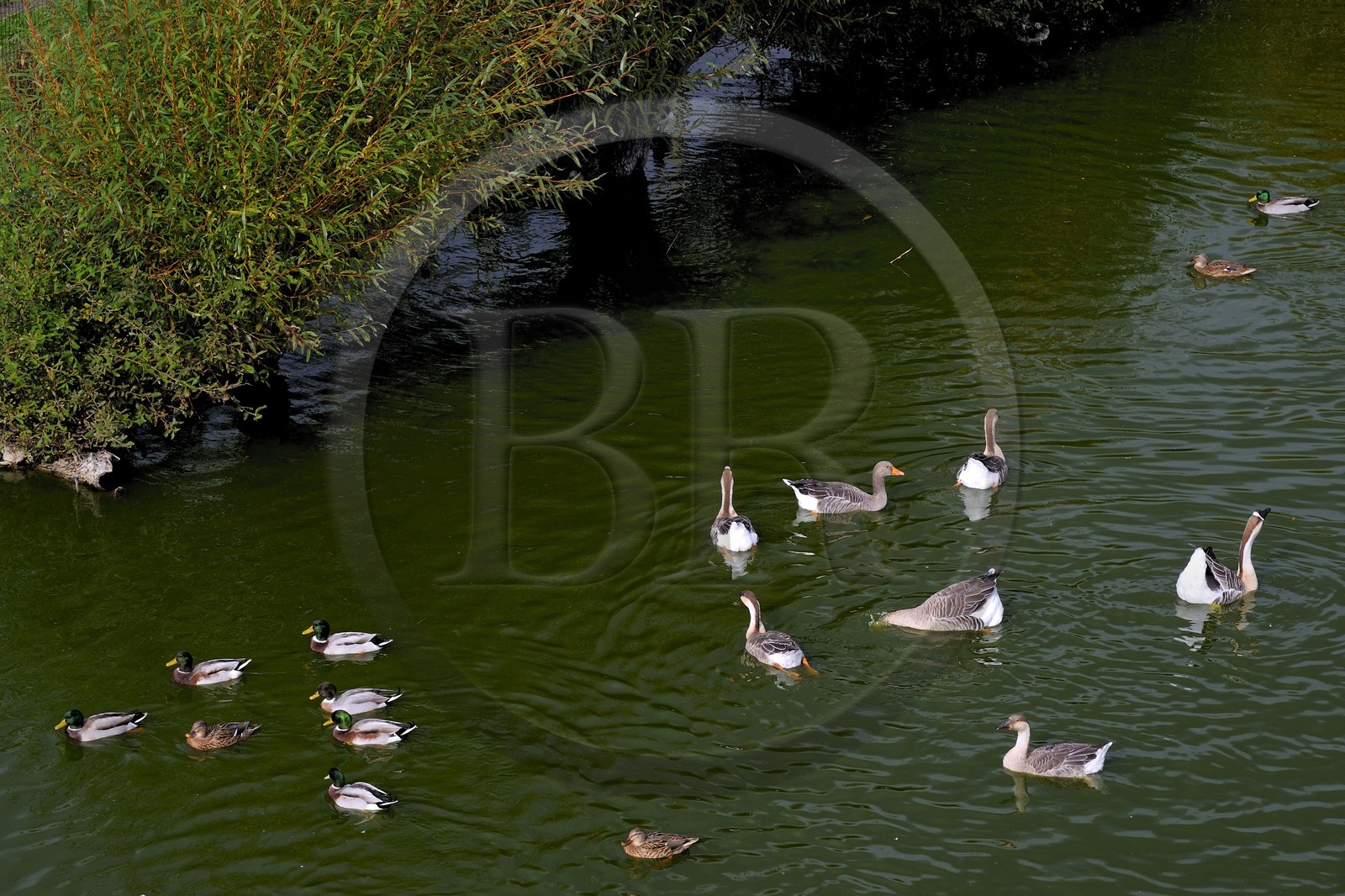 France, Eure (27), Marais-Vernier, la Grande Mare